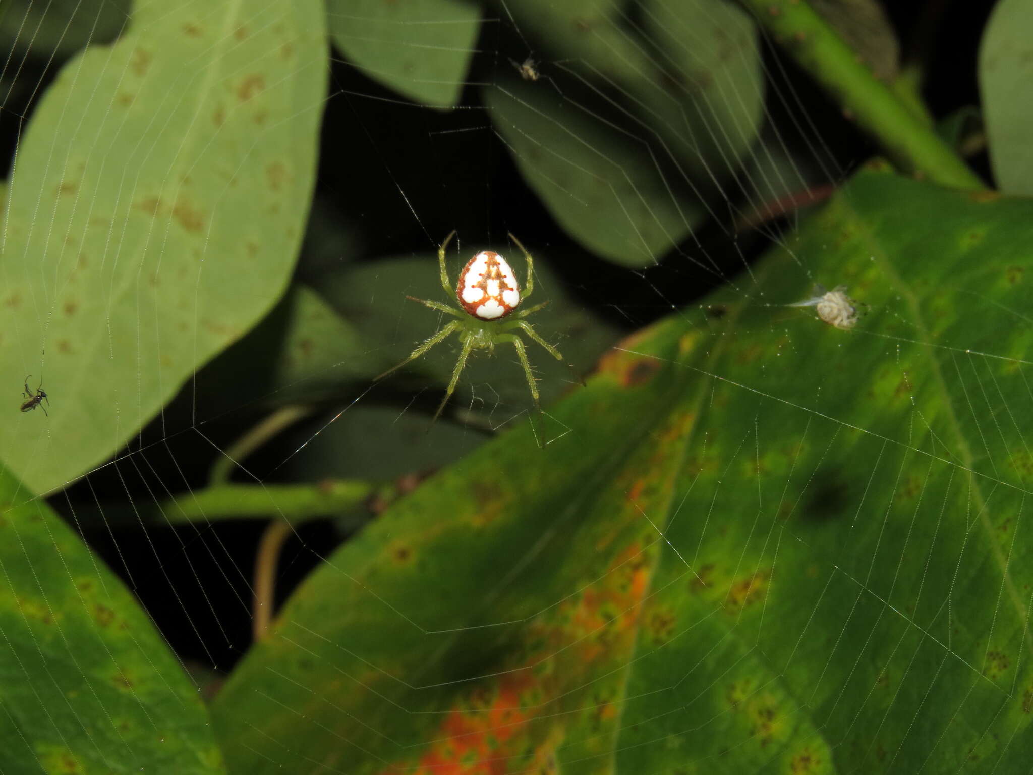 Image of Araneus guttulatus (Walckenaer 1841)