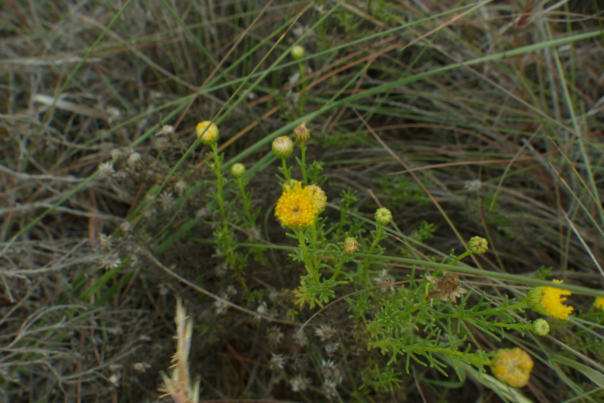 Слика од Chrysocoma ciliata L.