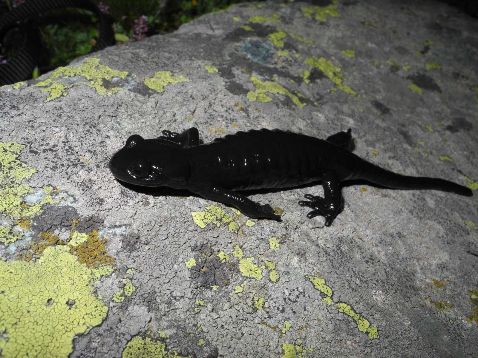 Image of Lanza's Alpine Salamander