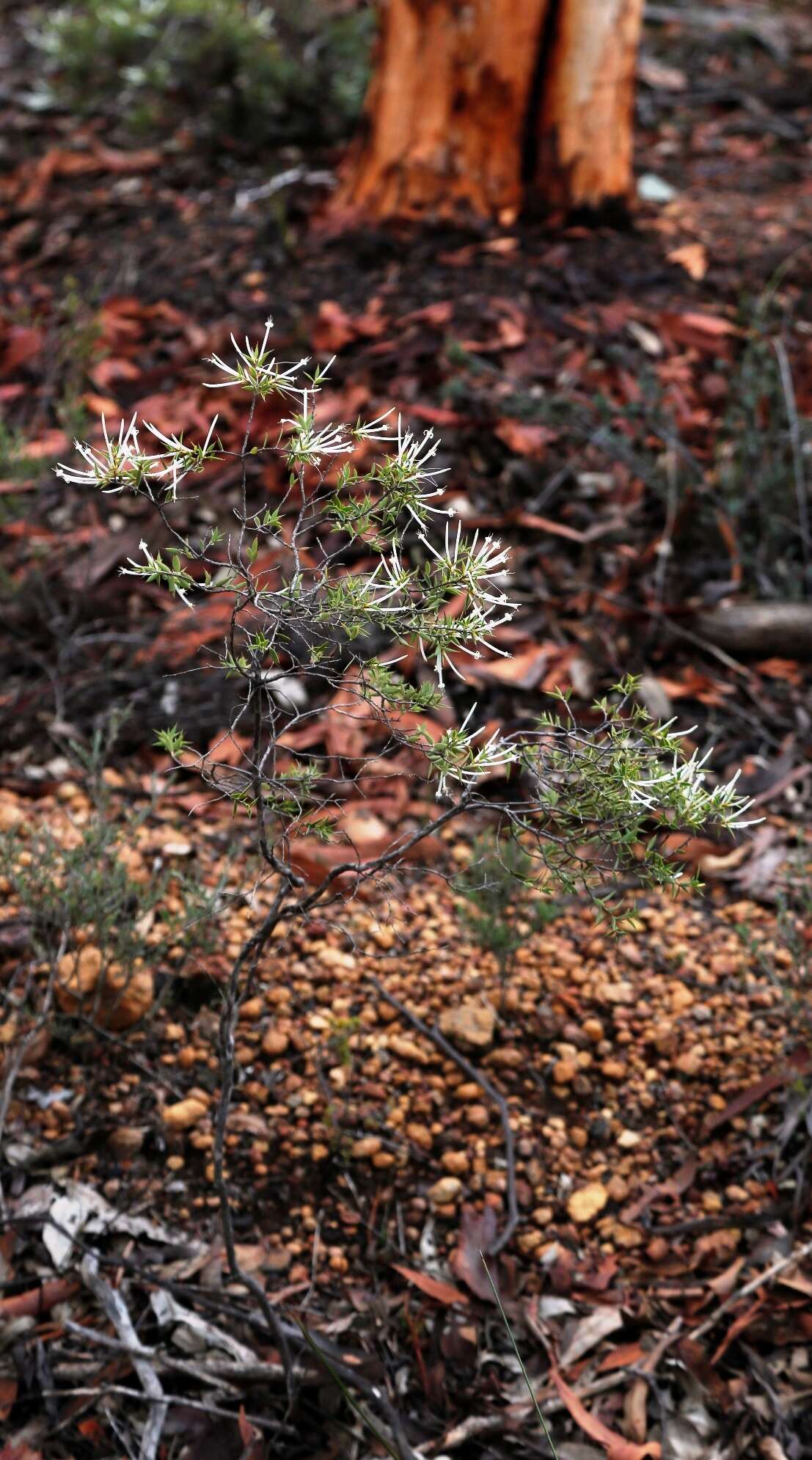 Image of Styphelia tenuiflora Benth.