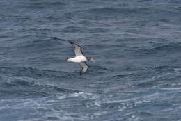 Image de Albatros des Chatham