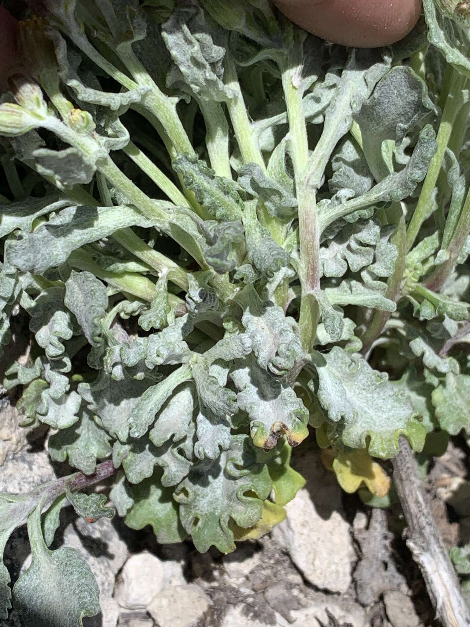 Image of Musinea ragwort