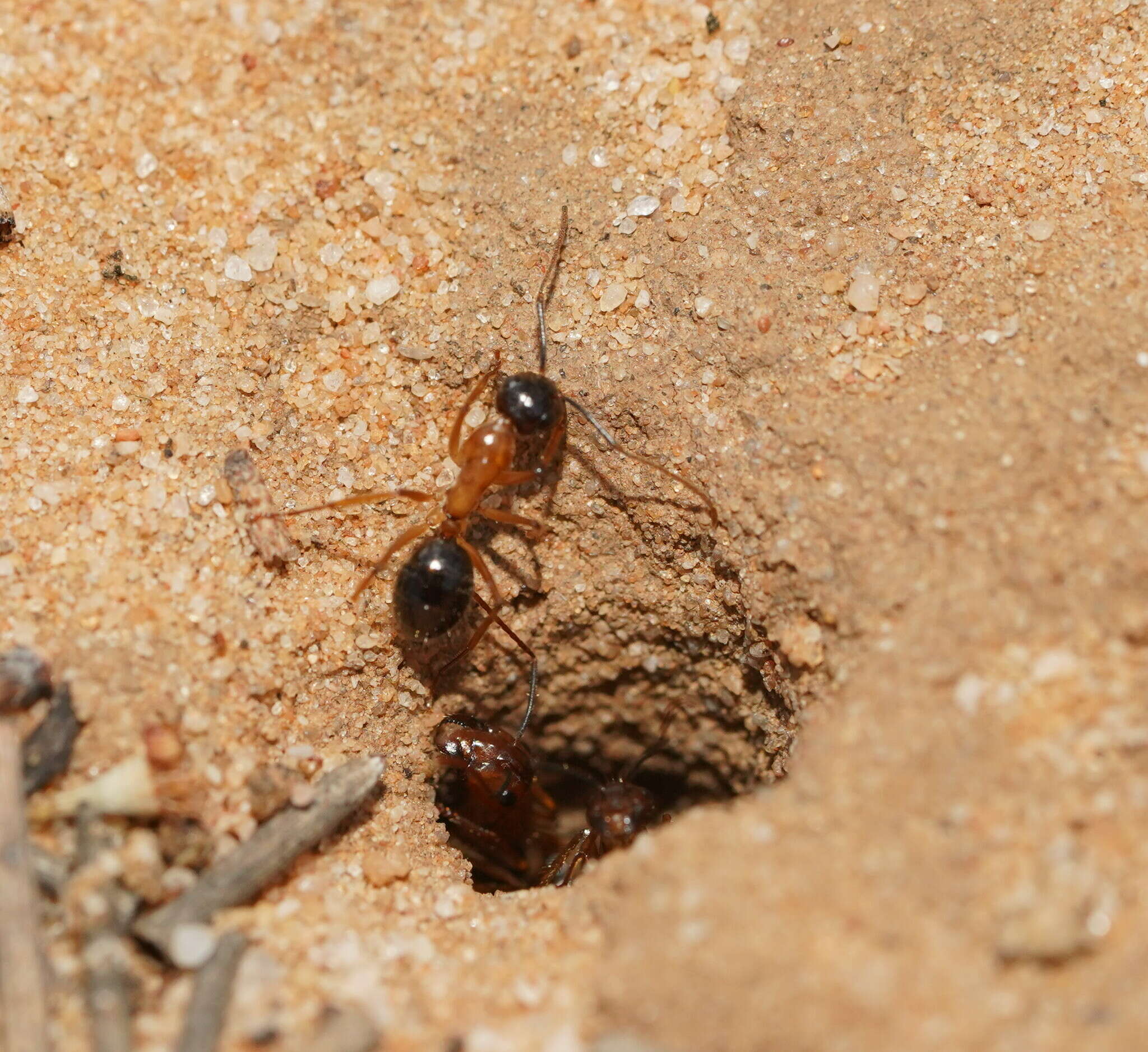 Plancia ëd Camponotus terebrans (Lowne 1865)