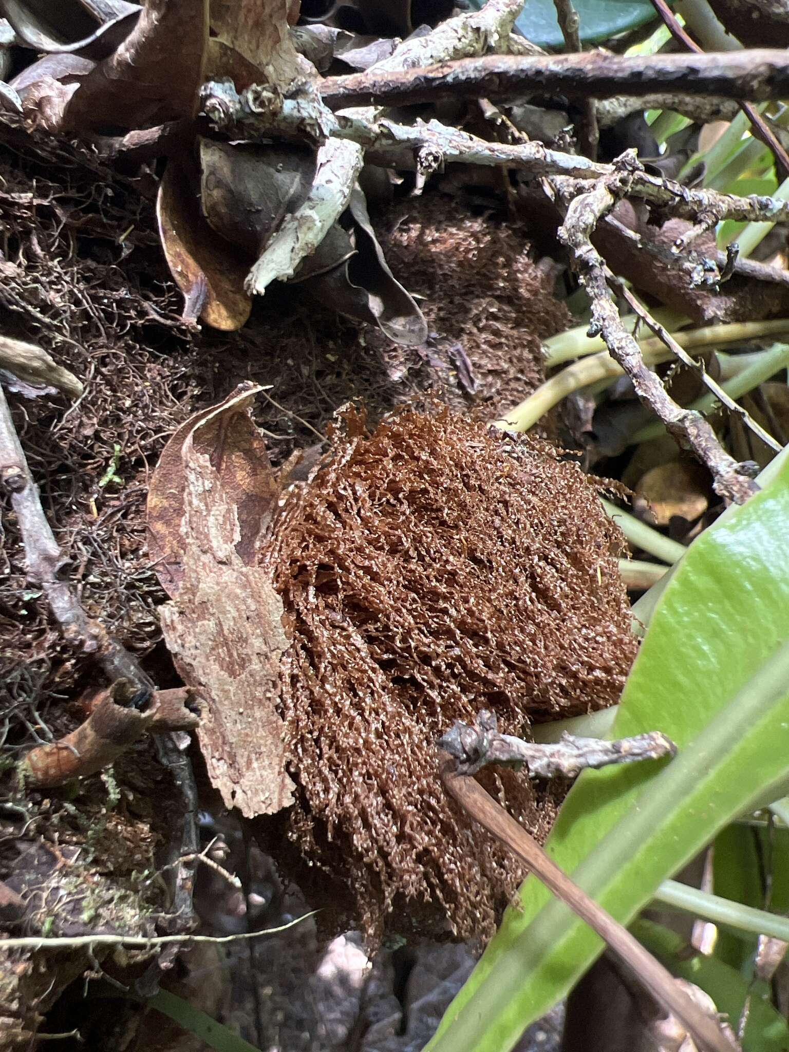 Elaphoglossum aemulum (Kaulf.) Brack.的圖片