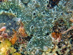 Image of Diplosoma fecundum Kott 2004