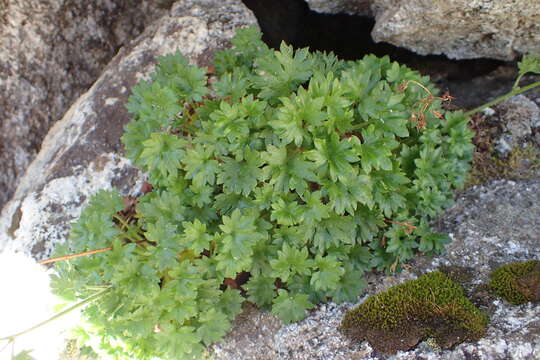 Sivun Saxifraga geranioides L. kuva