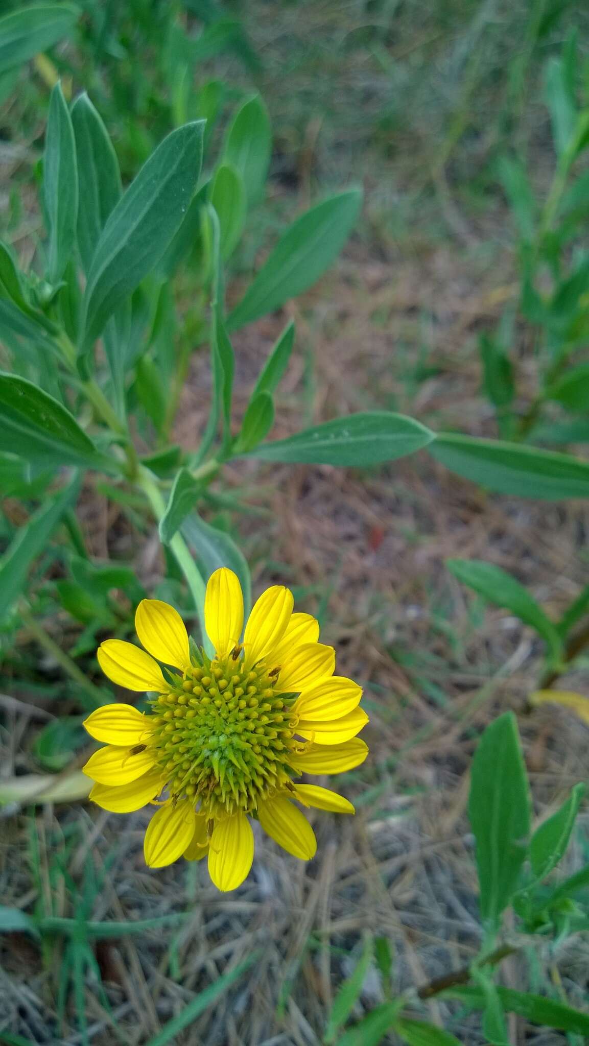 Image of Sea Oxeye