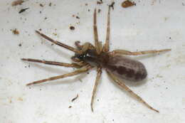 Image of snake-back spider