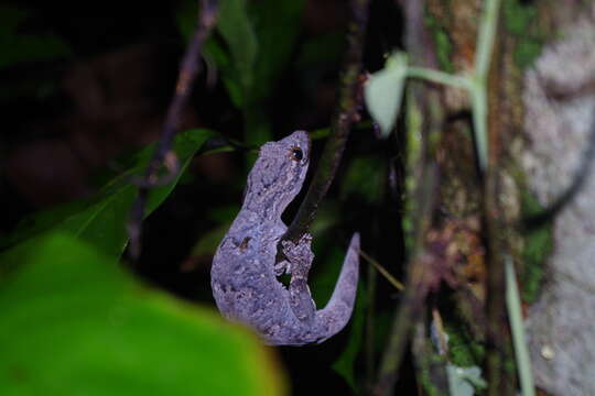 Image of Thecadactylus solimoensis Bergmann & Russell 2007