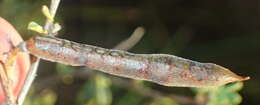 Image of Indigofera denudata Thunb.