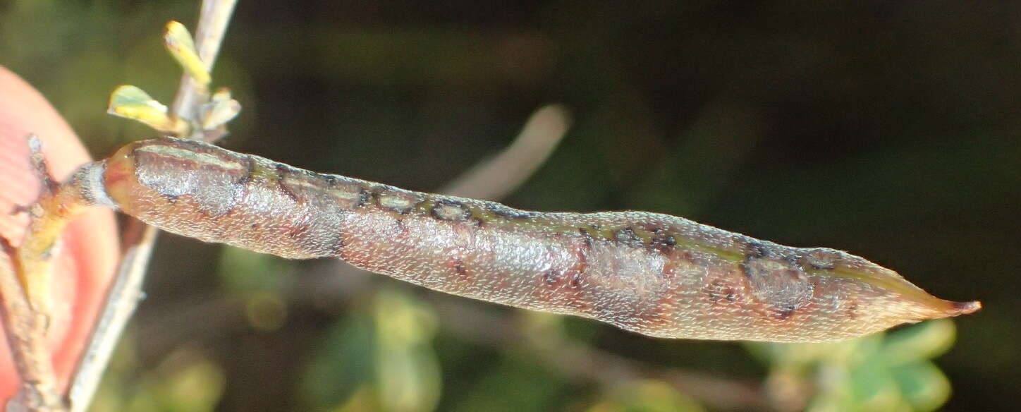 Image de Indigofera denudata Thunb.