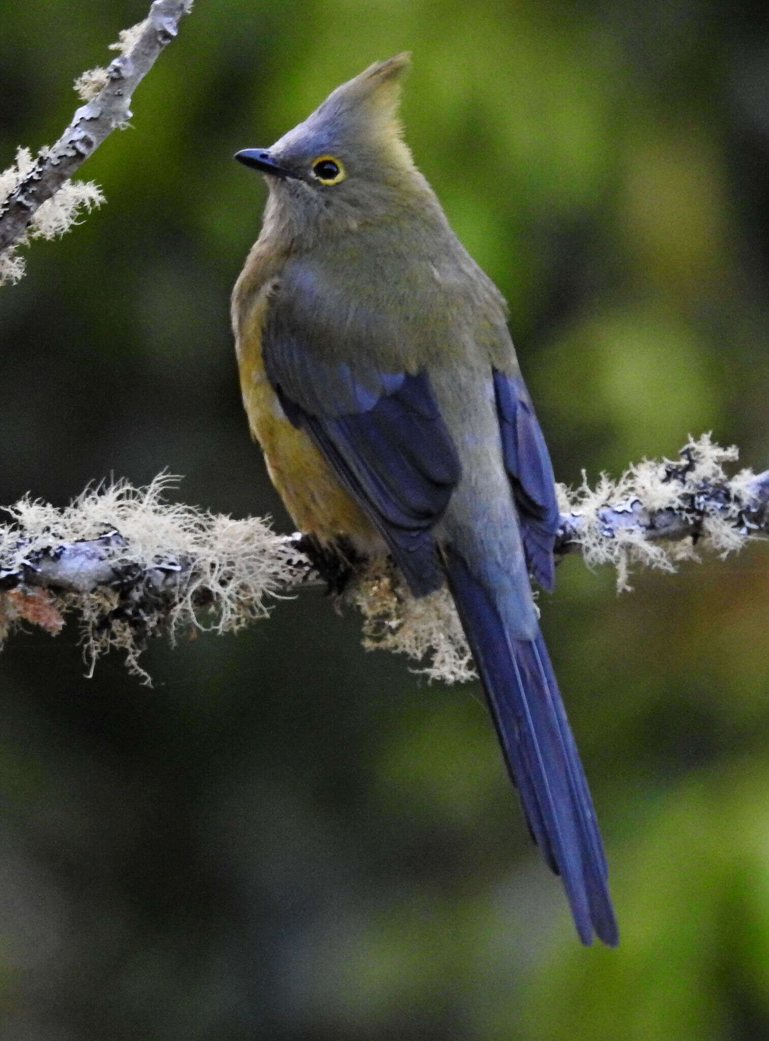 Image of Long-tailed Silky-flycatcher