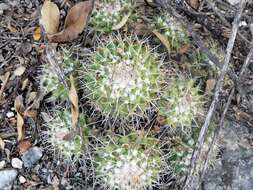 صورة Mammillaria compressa subsp. centralifera (Repp.) D. R. Hunt