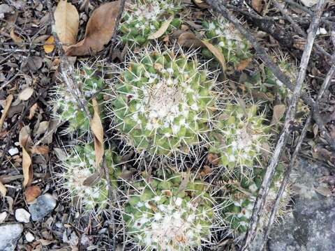 صورة Mammillaria compressa subsp. centralifera (Repp.) D. R. Hunt