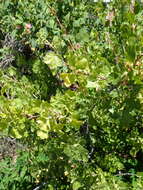 Image of whisky currant