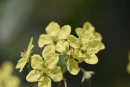 Image of Canary nettle