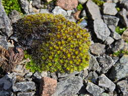 Image of Syntrichia montana Nees