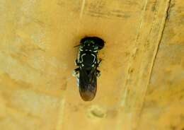 Eoanthidium salemense (Cockerell 1919)的圖片