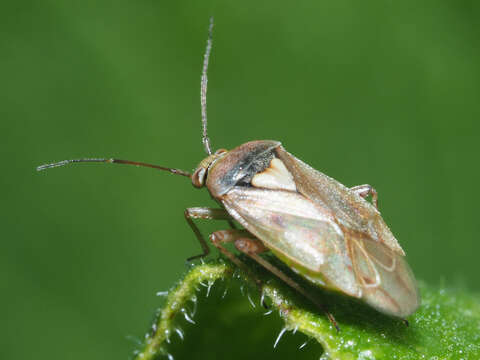 Image of Lygus rugulipennis Poppius 1911