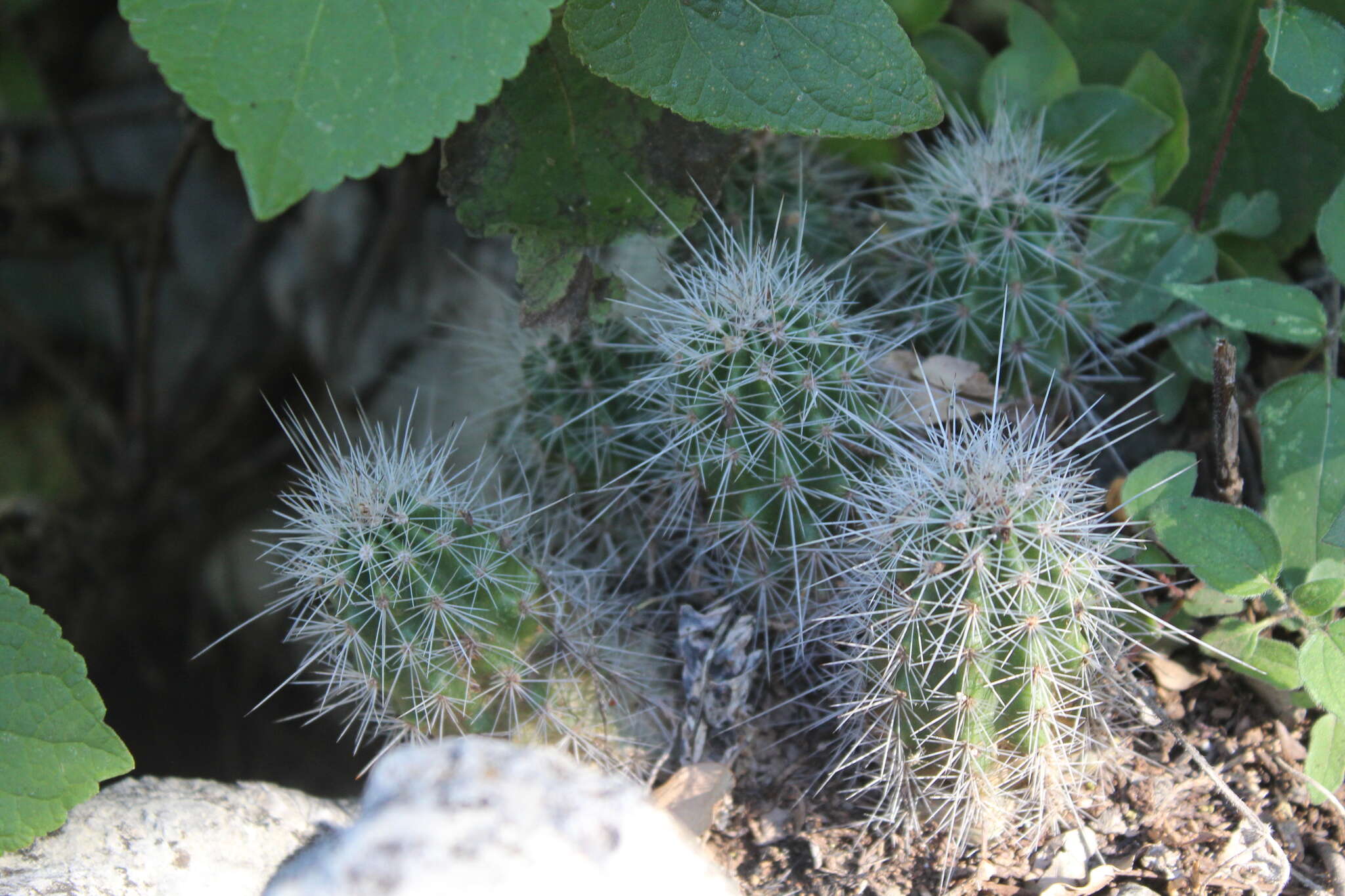 Image of Echinocereus parkeri subsp. arteagensis W. Blum & Mich. Lange