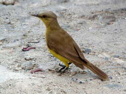 Image of Machetornis Gray & GR 1841