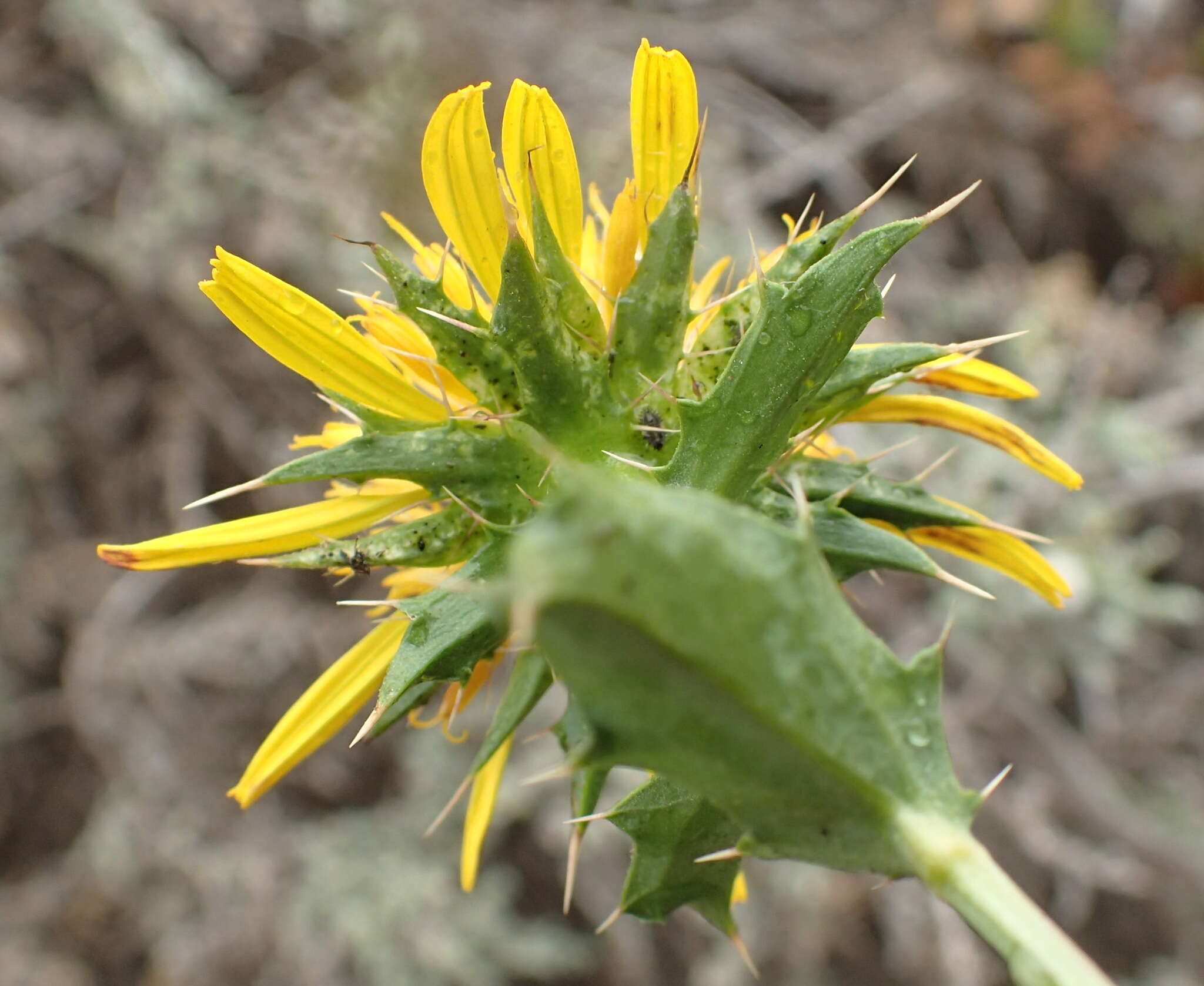 Imagem de Berkheya spinosa (L. fil.) Druce