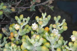 Image of Tetraena alba (L. fil.) Beier & Thulin
