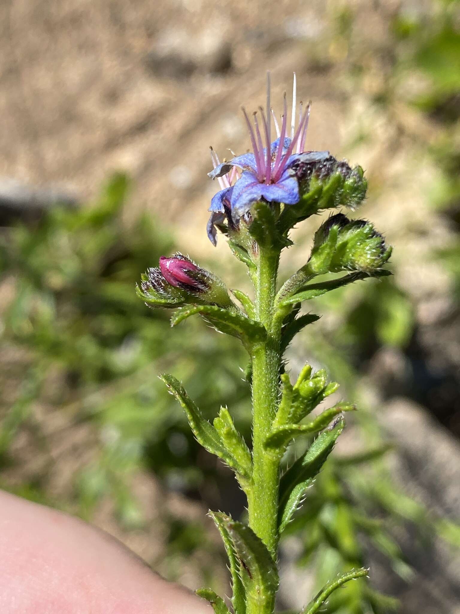 Image of Lobostemon paniculatus (Thunb.) Buek