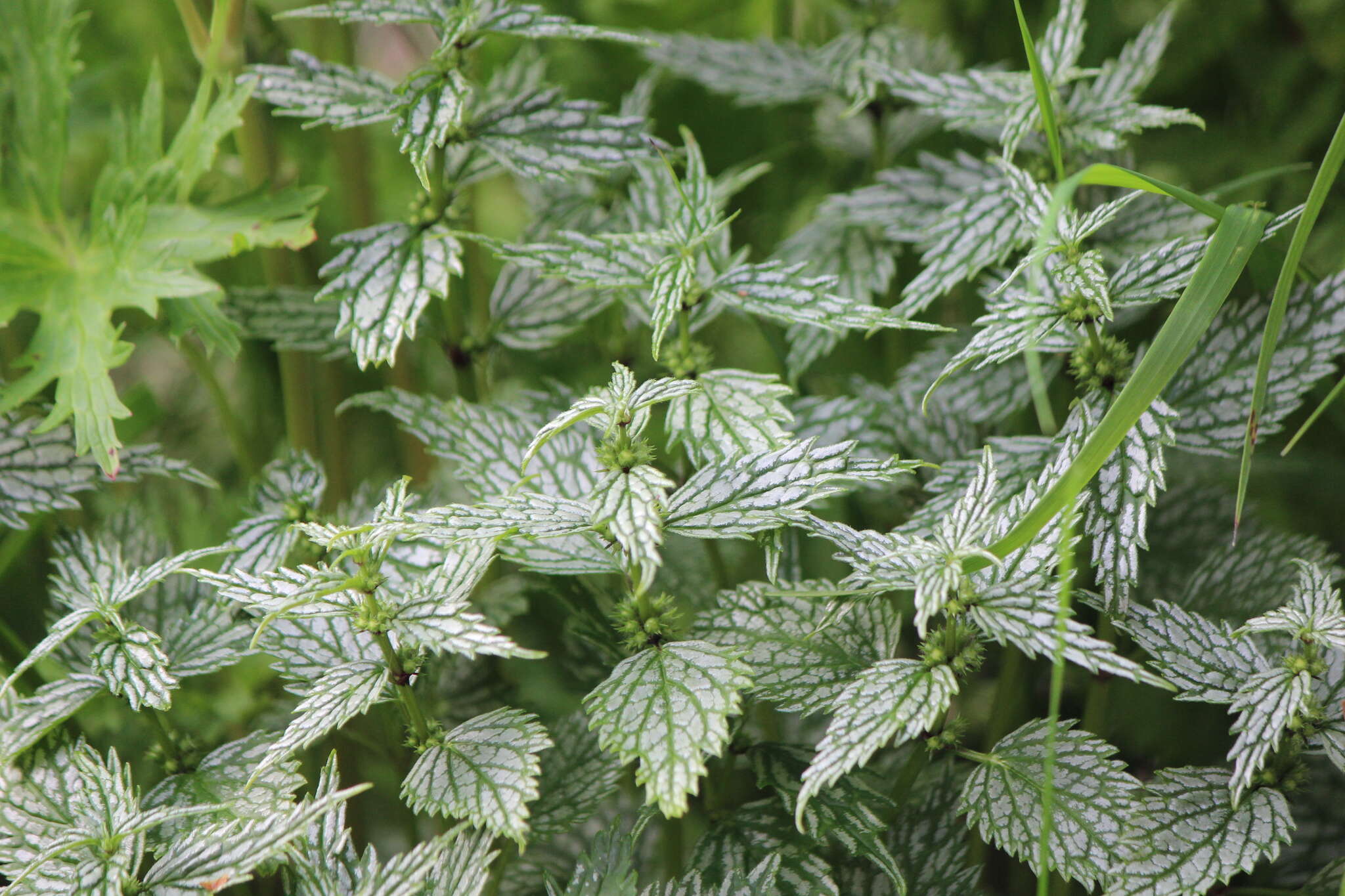 Image of Lamium galeobdolon subsp. flavidum (F. Herm.) Á. Löve & D. Löve