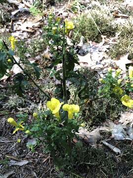 Aureolaria pedicularia (L.) Raf. ex Pennell resmi