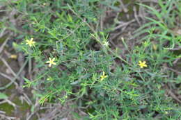 Plancia ëd Menodora integrifolia (Cham. & Schltdl.) Steud.