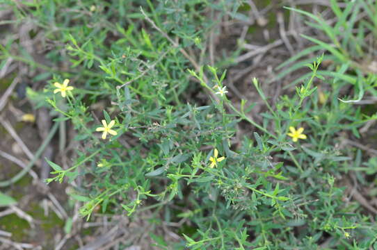 Plancia ëd Menodora integrifolia (Cham. & Schltdl.) Steud.