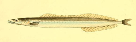 Image of Mediterranean Sand Eel