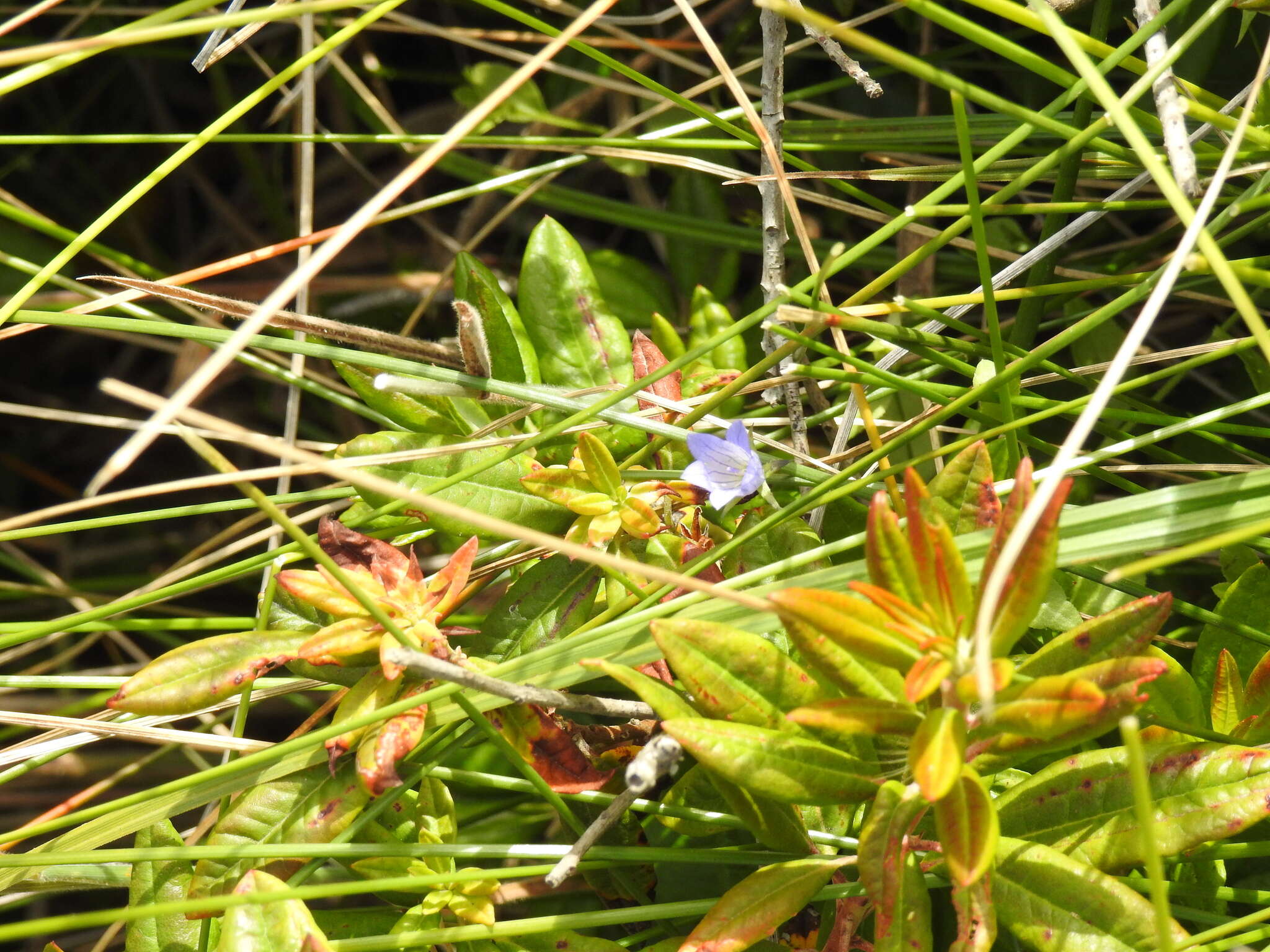 Campanula californica (Kellogg) A. Heller resmi