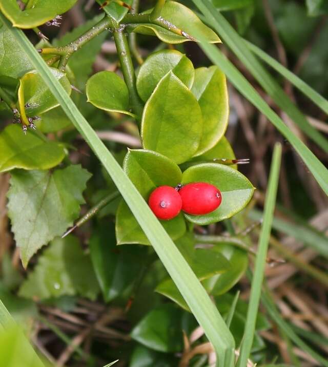 Image de Carissa bispinosa (L.) Desf. ex Brenan