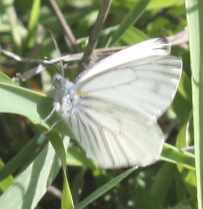 Image of Margined White