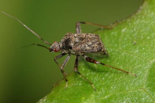 Image of Proboscidocoris malayus Reuter 1908