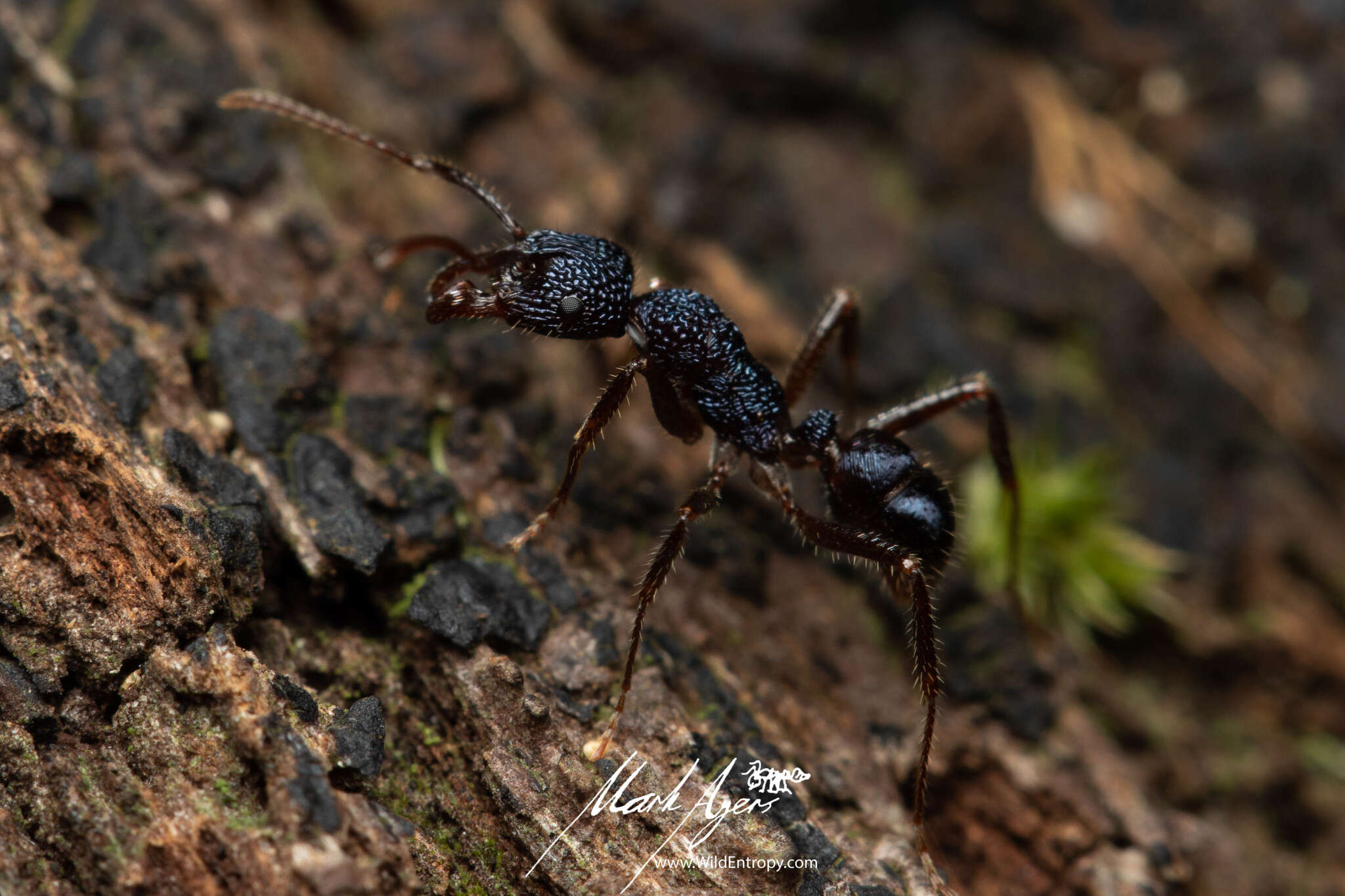 Image of Rhytidoponera chalybaea Emery 1901