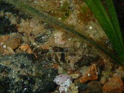 Image of Nesogobius greeni Hoese & Larson 2006