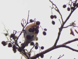 Image of Lesser Redpoll