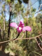 Image of Bletia lilacina A. Rich. & Galeotti