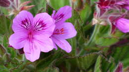 Слика од Pelargonium cucullatum (L.) L'Her.