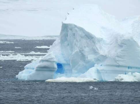 Image of Adelie Penguin