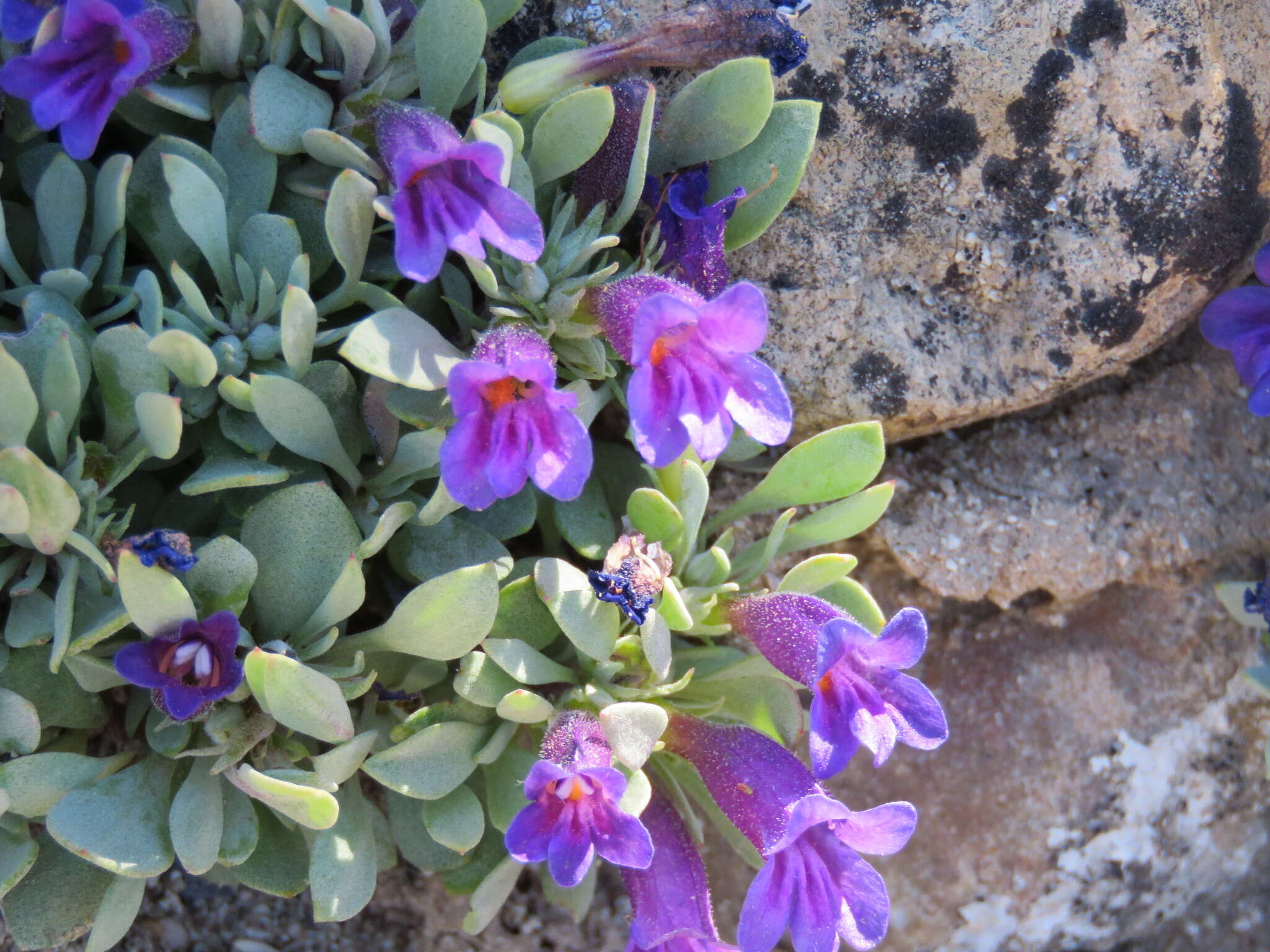 Image of Thompson's beardtongue