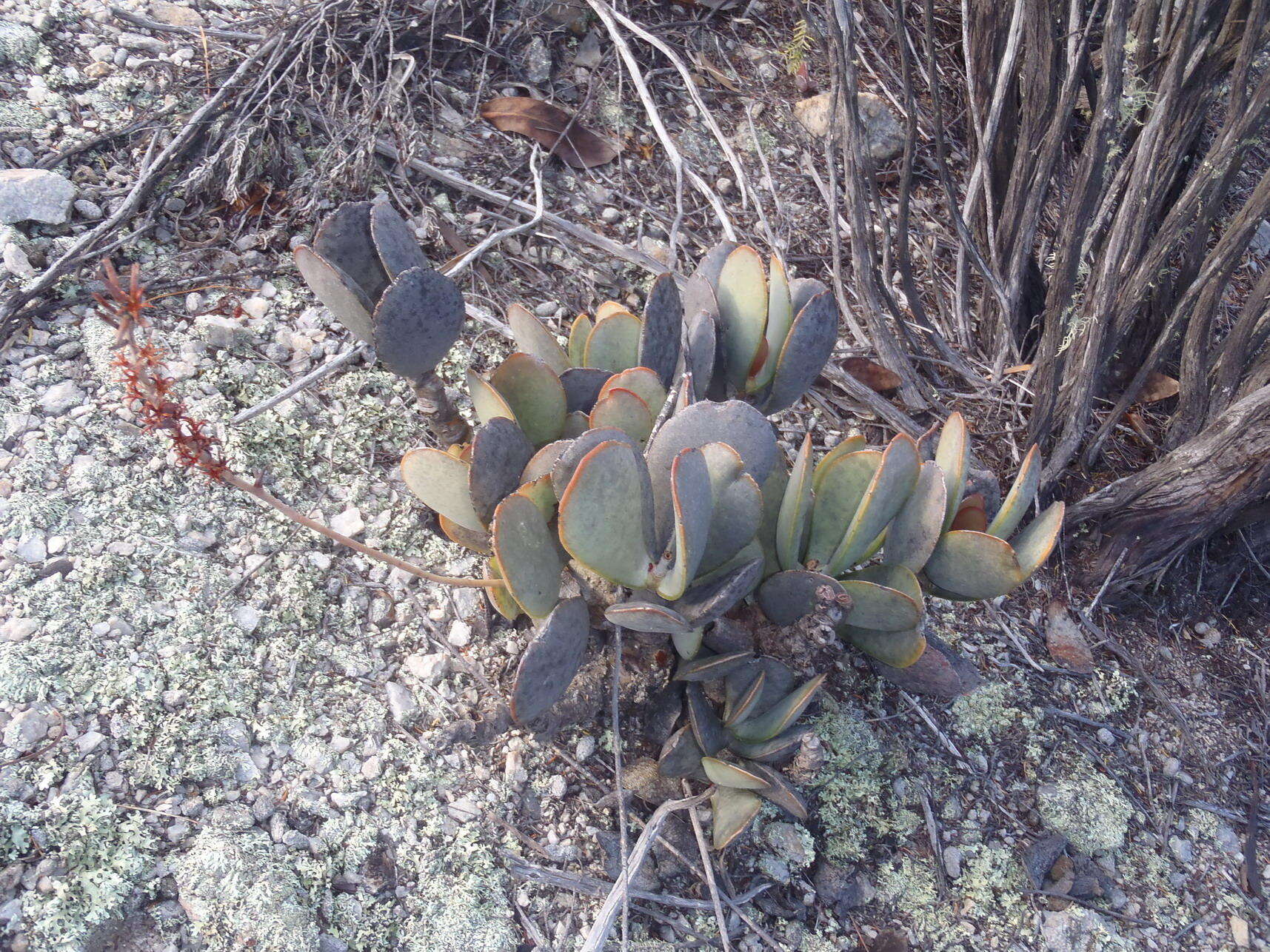 Image of Adromischus sphenophyllus C. A. Smith