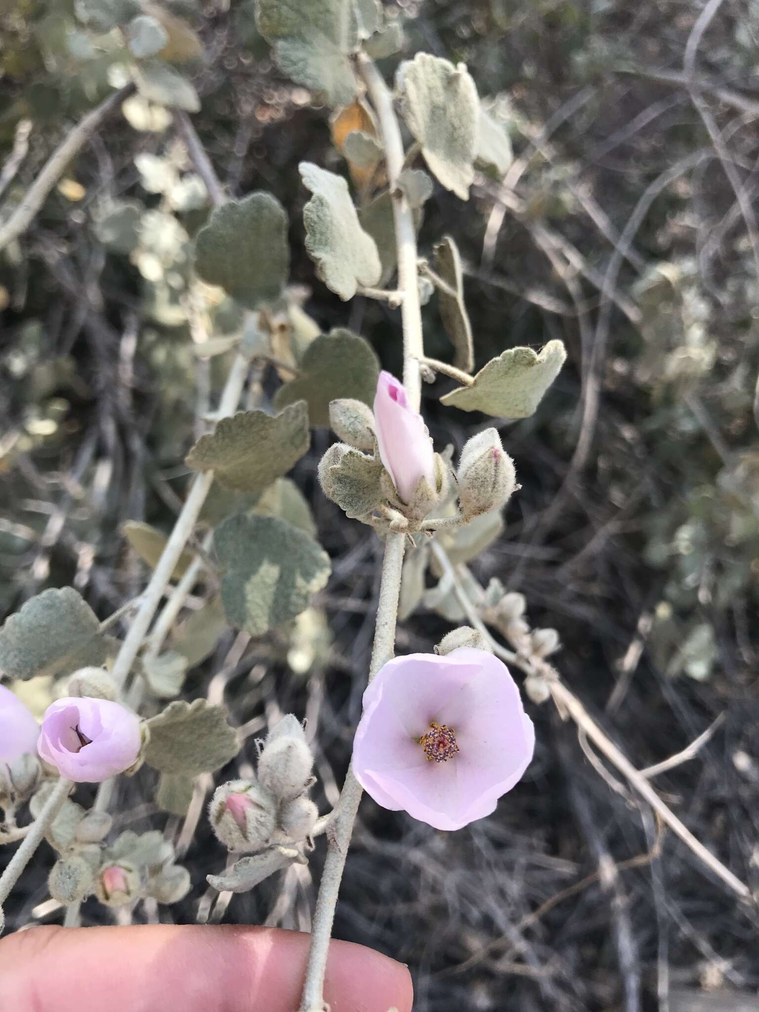 Image of slender bushmallow