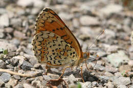 Image de Melitaea arduinna kocaki Wagener & Gross 1976