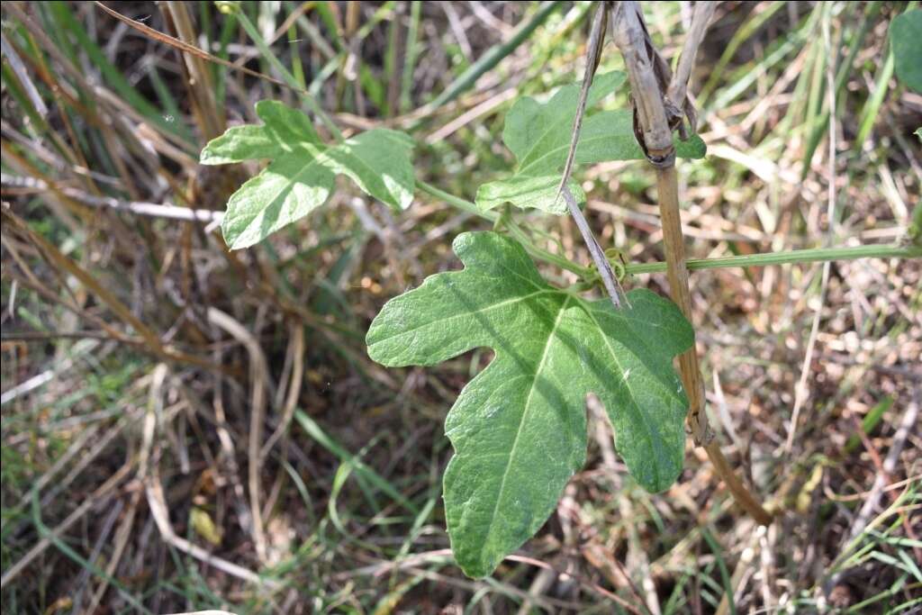 صورة Cayaponia bonariensis (Mill.) Mart. Crov.