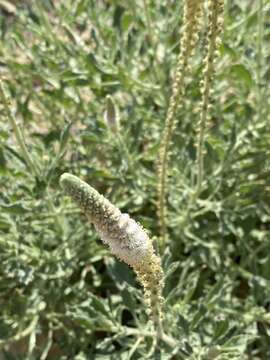 Image of Reseda aucheri Boiss.