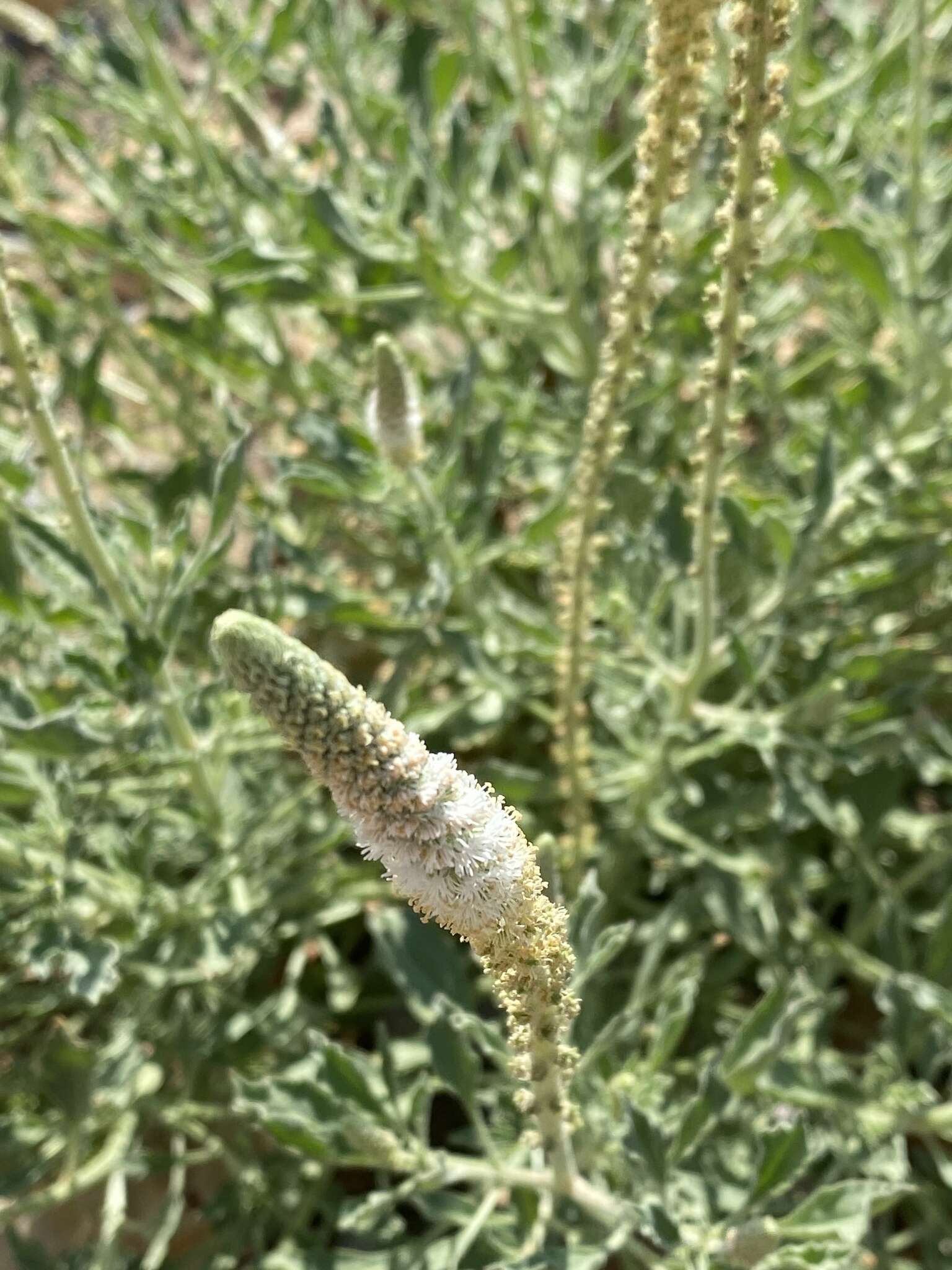 Image of Reseda aucheri Boiss.